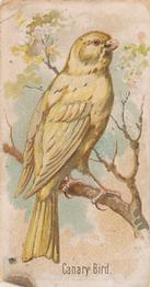 1910 Keystone Confections Bird Cards (E34) #NNO Canary Bird Front