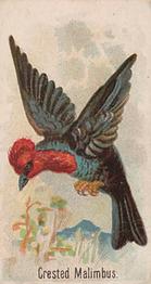 1910 Keystone Confections Bird Cards (E34) #NNO Crested Malimbus Front