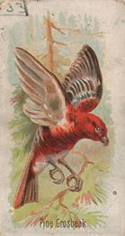 1910 Keystone Confections Bird Cards (E34) #NNO Pine Grosbeak Front