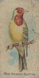 1910 Keystone Confections Bird Cards (E34) #NNO Red-headed Bunting Front