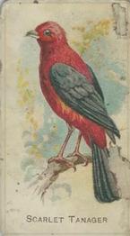 1910 Keystone Confections Bird Cards (E34) #NNO Scarlet Tanager Front