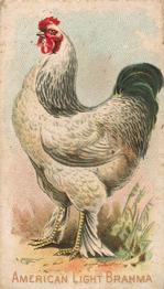 1907 Philadelphia Caramel Zoo Cards: Game Fowls (E31) #NNO American Light Brahma Front
