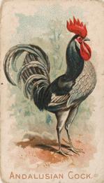 1907 Philadelphia Caramel Zoo Cards: Game Fowls (E31) #NNO Andalusian Cock Front