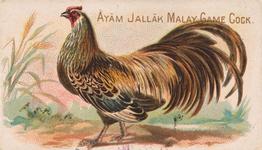 1907 Philadelphia Caramel Zoo Cards: Game Fowls (E31) #NNO Ayam Jallak Malay Game Cock Front