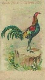 1907 Philadelphia Caramel Zoo Cards: Game Fowls (E31) #NNO Black Breasted Red Game Cock Front