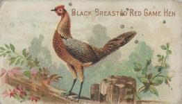 1907 Philadelphia Caramel Zoo Cards: Game Fowls (E31) #NNO Black Breasted Red Game Hen Front