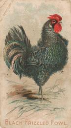 1907 Philadelphia Caramel Zoo Cards: Game Fowls (E31) #NNO Black Frizzled Fowl Front
