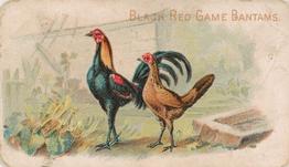 1907 Philadelphia Caramel Zoo Cards: Game Fowls (E31) #NNO Black Red Game Bantams Front
