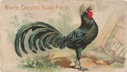 1907 Philadelphia Caramel Zoo Cards: Game Fowls (E31) #NNO White Creasted Black Polish Front