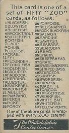1907 Philadelphia Caramel Zoo Cards: Fish (E32) #NNO Blowfish Back