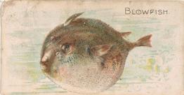 1907 Philadelphia Caramel Zoo Cards: Fish (E32) #NNO Blowfish Front