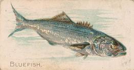 1907 Philadelphia Caramel Zoo Cards: Fish (E32) #NNO Bluefish Front