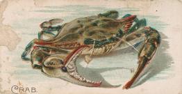 1907 Philadelphia Caramel Zoo Cards: Fish (E32) #NNO Crab Front