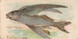 1907 Philadelphia Caramel Zoo Cards: Fish (E32) #NNO Flying Fish Front