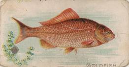 1907 Philadelphia Caramel Zoo Cards: Fish (E32) #NNO Goldfish Front