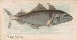 1907 Philadelphia Caramel Zoo Cards: Fish (E32) #NNO Haddock Front