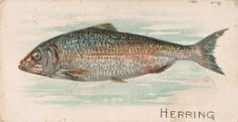 1907 Philadelphia Caramel Zoo Cards: Fish (E32) #NNO Herring Front