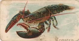 1907 Philadelphia Caramel Zoo Cards: Fish (E32) #NNO Lobster Front
