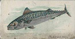 1907 Philadelphia Caramel Zoo Cards: Fish (E32) #NNO Mackerel Front