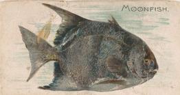 1907 Philadelphia Caramel Zoo Cards: Fish (E32) #NNO Moonfish Front