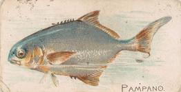 1907 Philadelphia Caramel Zoo Cards: Fish (E32) #NNO Pampano Front