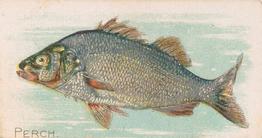1907 Philadelphia Caramel Zoo Cards: Fish (E32) #NNO Perch Front