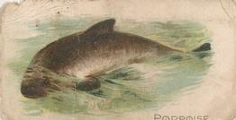 1907 Philadelphia Caramel Zoo Cards: Fish (E32) #NNO Porpoise Front