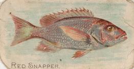 1907 Philadelphia Caramel Zoo Cards: Fish (E32) #NNO Red Snapper Front