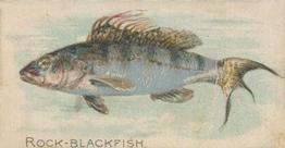 1907 Philadelphia Caramel Zoo Cards: Fish (E32) #NNO Rock Blackfish Front