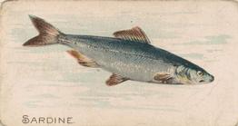 1907 Philadelphia Caramel Zoo Cards: Fish (E32) #NNO Sardine Front