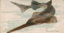 1907 Philadelphia Caramel Zoo Cards: Fish (E32) #NNO Sawfish Front