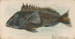 1907 Philadelphia Caramel Zoo Cards: Fish (E32) #NNO Seabass Front