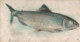 1907 Philadelphia Caramel Zoo Cards: Fish (E32) #NNO Shad Front