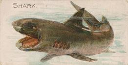 1907 Philadelphia Caramel Zoo Cards: Fish (E32) #NNO Shark Front