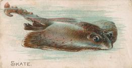 1907 Philadelphia Caramel Zoo Cards: Fish (E32) #NNO Skate Front