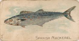 1907 Philadelphia Caramel Zoo Cards: Fish (E32) #NNO Spanish MacKerel Front