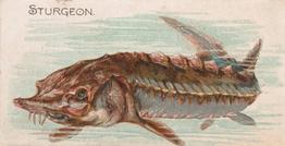 1907 Philadelphia Caramel Zoo Cards: Fish (E32) #NNO Sturgeon Front