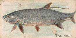 1907 Philadelphia Caramel Zoo Cards: Fish (E32) #NNO Tarpon Front