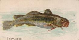 1907 Philadelphia Caramel Zoo Cards: Fish (E32) #NNO Tomcod Front