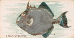 1907 Philadelphia Caramel Zoo Cards: Fish (E32) #NNO Triggerfish Front