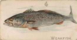 1907 Philadelphia Caramel Zoo Cards: Fish (E32) #NNO Weakfish Front