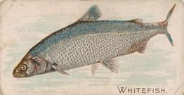 1907 Philadelphia Caramel Zoo Cards: Fish (E32) #NNO Whitefish Front