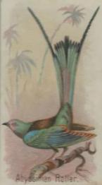 1907 Philadelphia Caramel Zoo Cards: Songbirds (E30) #NNO Abyssinian Roller Front