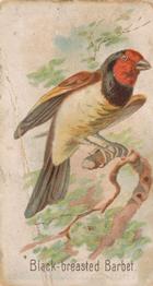 1907 Philadelphia Caramel Zoo Cards: Songbirds (E30) #NNO Black-Breasted Barbet Front