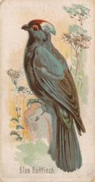 1907 Philadelphia Caramel Zoo Cards: Songbirds (E30) #NNO Blue Bullfinch Front