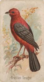 1907 Philadelphia Caramel Zoo Cards: Songbirds (E30) #NNO Brazilian Tanager Front