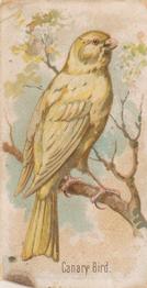 1907 Philadelphia Caramel Zoo Cards: Songbirds (E30) #NNO Canary Bird Front