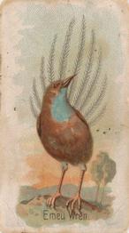 1907 Philadelphia Caramel Zoo Cards: Songbirds (E30) #NNO Emu-wren Front