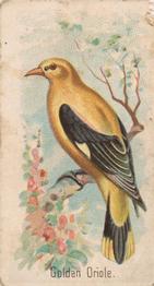 1907 Philadelphia Caramel Zoo Cards: Songbirds (E30) #NNO Golden Oriole Front