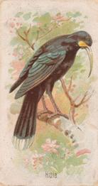 1907 Philadelphia Caramel Zoo Cards: Songbirds (E30) #NNO Huia Front
